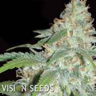 Vision Seeds Amnesia